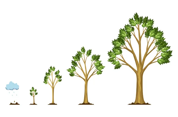 種子からの木の段階的な成長 雲の雨から種子に水をやる 小規模から大規模な木のコレクション 葉の成長ステップを持つ緑の木 事業サイクル開発のイラスト — ストックベクタ