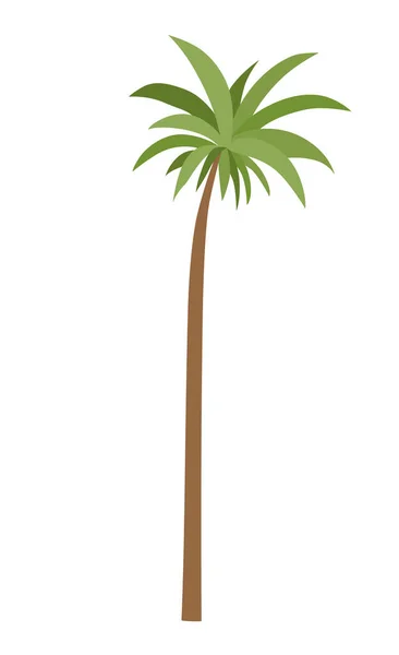 Palm Tree Green Leaves Top Trunk Exotic Fruitful Tree Vector — Stockvektor