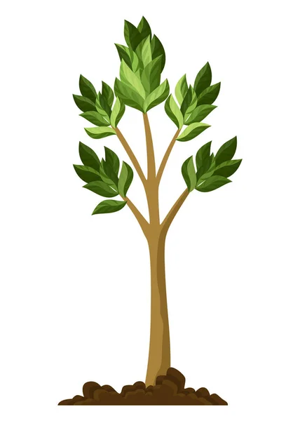 Stadium Des Baumwachstums Kleiner Baumwuchs Mit Grünen Blättern Und Ästen — Stockvektor