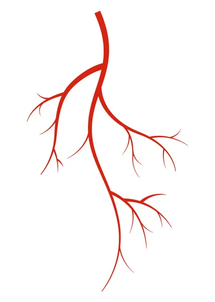 人类的血管白色背景下的红色轮廓血管 动脉或毛细血管 医学的概念解剖元素 血液系统的病媒隔离符号 — 图库矢量图片