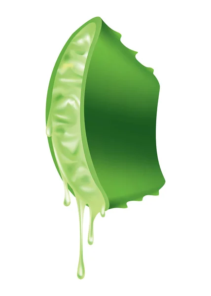 Aloe Vera Realistic Green Plant Leaves Cut Pieces Fresh Juice — Stock Vector