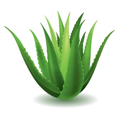 Aloe Vera, gerçekçi yeşil bitki, beyaz arka planda izole edilmiş yapraklar. Kozmetik ürünleri reklamları veya afişler için simge kullanımı, poster tasarımı.