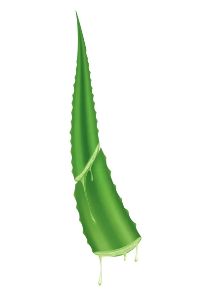 Aloe Vera Realistic Green Plant Leaves Cut Pieces Fresh Juice — Vector de stock