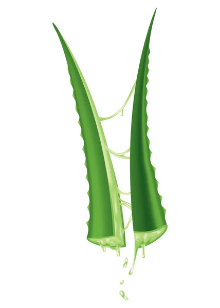Aloe Vera Realistic Green Plant Leaves Cut Pieces Fresh Juice — Stok Vektör