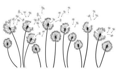 Karahindiba rüzgârının arka planı. Beyaz üzerinde uçan karahindiba tomurcukları olan siyah bir siluet. Soyut uçan tohumlar. Matbaa için dekoratif grafikler. Çiçek sahne tasarımı.