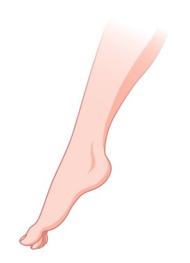 Varisli damarları olmayan normal deri. Sağlıklı deri damarı. Vasküler hastalık teşhisi ve tedavisi. Beyaz arkaplanda izole edilmiş vektör düz çizgi film çizimi.