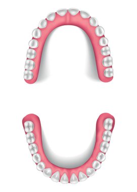 Tooth anatomy, jaw sweep anatomical chart. Medical banner or poster illustration. Realistic white tooth mockup. Vector dental symbol. Healthy white tooth.