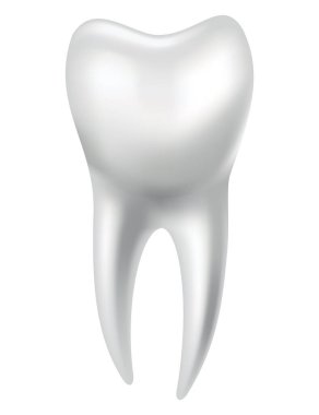 Tooth anatomy. Medical banner or poster illustration. Realistic white tooth mockup. Vector dental symbol. Healthy white tooth.