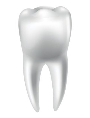 Tooth anatomy. Medical banner or poster illustration. Realistic white tooth mockup. Vector dental symbol. Healthy white tooth.