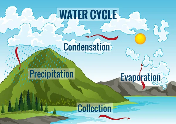 Диаграмма Водного Цикла Гидрологический Процесс Земли Схема Циркуляции Окружающей Среды — стоковый вектор