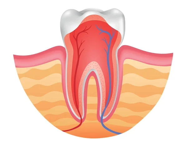 Anatomia Dentária Secção Transversal Ficha Anatómica Banner Médico Ilustração Cartaz —  Vetores de Stock