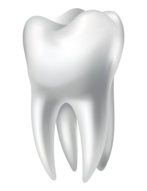 Tooth anatomy. Medical banner or poster illustration. Realistic white tooth mockup. Vector dental symbol. Healthy white tooth.