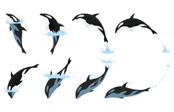 Animasi Orca Dalam Set Air Cartoon Desain Hewan Ocean Mammal - Stok Vektor