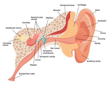 İnsan kulak anatomisi, yapısal anatomik diyagram. Dış, orta ve iç kulak bölümü kavramı. Kulak zarı, koklea, östaki tüpü ve vestibüler aparat. Eğitim için düz vektör illüstrasyonu.