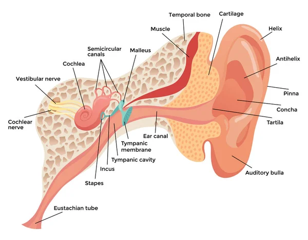 Anatomie Oreille Humaine Diagramme Anatomique Structure Concept Section Externe Moyenne — Image vectorielle