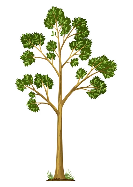 Stadium Růstu Stromů Velký Porost Stromů Zelenými Listy Větvemi Ilustrace — Stockový vektor