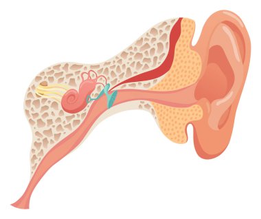 İnsan kulak anatomisi, yapısal anatomik diyagram. Dış, orta ve iç kulak bölümü kavramı. Kulak zarı, koklea, östaki tüpü ve vestibüler aparat. Eğitim için düz vektör illüstrasyonu.