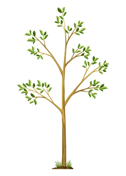 Estágio Crescimento Árvores Crescimento Árvores Pequenas Com Folhas Verdes Ramos — Vetor de Stock
