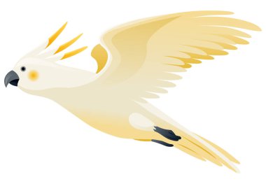 Papağan animasyonu. Egzotik, tapılası, karakter uçuşu. Beyaz sülfür kakadu. Canlandırılmış tropikal kuş uçuşu.