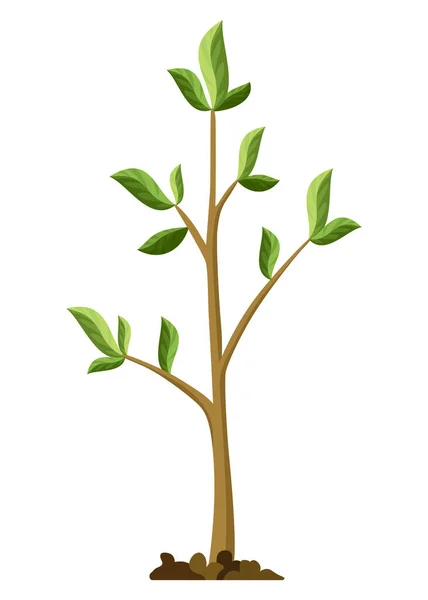 Estágio Crescimento Árvores Crescimento Árvores Pequenas Com Folhas Verdes Ramos —  Vetores de Stock