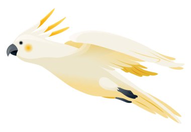 Papağan animasyonu. Egzotik, tapılası, karakter uçuşu. Beyaz sülfür kakadu. Canlandırılmış tropikal kuş uçuşu.