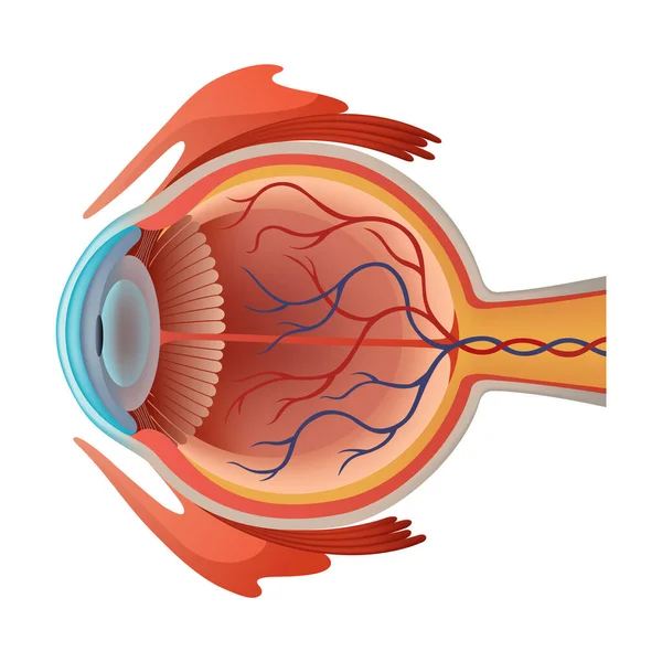 Anatomie Des Menschlichen Auges Infografiken Mit Realistischer Vektor Poster Illustration — Stockvektor