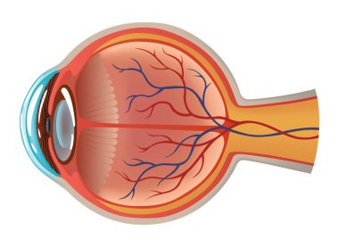 İç yapısı gerçekçi vektör poster resimleriyle insan gözü anatomisi bilgi grafikleri.