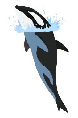 Suda Orka animasyonu. Çizgi film hayvan tasarımı. Okyanus memelisi balinası beyaz arka planda izole edilmiş. Balina katili atlama, yırtıcı balık çizimi.