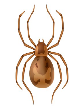 Örümcek. Tehlikeli yabani böcek sembolü. Ürkütücü, korkutucu, korku tasarım elementi. Yazdırma, pankart çizimi veya yazdırma şablonu için kullan. Beyaz arkaplanda el çizimi üst görünüm simgesi izole.