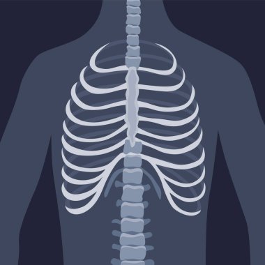 İnsan kemikleri ortopedik ve iskelet ikonu, insan eklemlerinin kemik x-ray görüntüsü, iskelet düz tasarım çizimi.