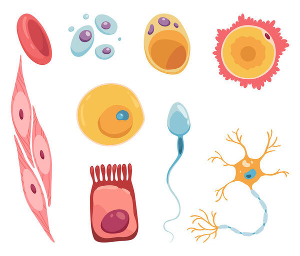 Различные типы человеческих клеток набор иконок. Символ медицины и биологии. Здоровье, анатомия и наука. Биологический вектор на белом фоне.