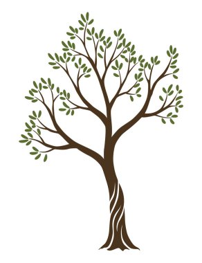 Dalları ve yaprakları olan zeytin ağaçları ambalaj, etiket, logotype ya da afiş tasarımı için. Doğal organik zeytin ikonu, birinci sınıf kalite işareti. Vektör illüstrasyonu.