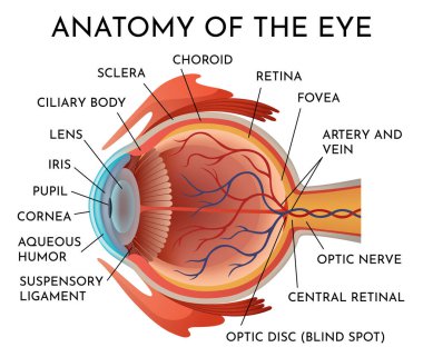 İç yapısı gerçekçi vektör poster resimleriyle insan gözü anatomisi bilgi grafikleri.