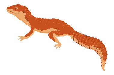 Kertenkele ikonu. Tropikal renkli amfibik amfibi. Vahşi yaşam ya da hayvanat bahçesindeki hayvan karakteri. Beyaz vektör illüstrasyonunda izole edilmiş vahşi yaşam renkli yaratık.