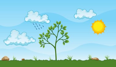 Fotosentez işlemi. Ağaç yağmur ve güneş kullanarak oksijen üretir. Bitkide fotosentez süreci. Düz tarzda eğitim için renkli görüntü.