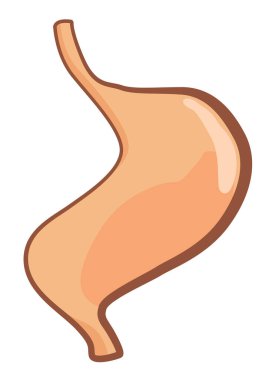 İç organ, mide, bilgi posteri. Tıbbi anatomi bilgi elementi. Tıp konsepti, sağlık sigortası. Vektör illüstrasyonu.