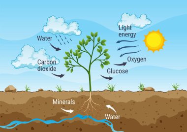 Fotosentez işlemi. Ağaç yağmur ve güneş kullanarak oksijen üretir. Bitkide fotosentez sürecini gösteren diyagram. Düz tarzda eğitim için renkli biyoloji şeması.