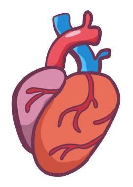 İç organ, kalp, bilgi posteri. Tıbbi anatomi bilgi elementi. Tıp konsepti, sağlık sigortası. Vektör illüstrasyonu.