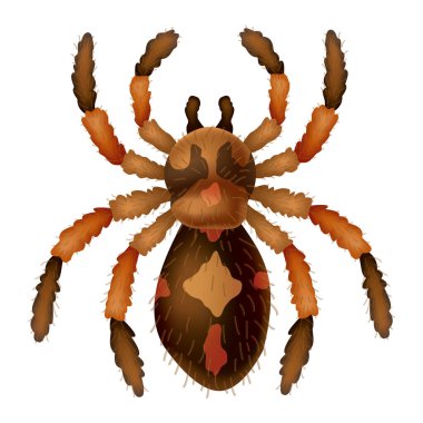 Örümcek. Tehlikeli yabani böcek sembolü. Ürkütücü, korkutucu, korku tasarım elementi. Yazdırma, pankart çizimi veya yazdırma şablonu için kullan. Beyaz arkaplanda el çizimi üst görünüm simgesi izole.