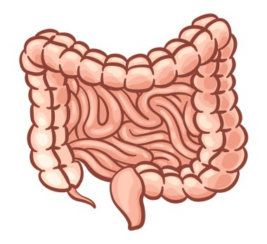 İç organ, bağırsak, bilgi posteri. Tıbbi anatomi bilgi elementi. Tıp konsepti, sağlık sigortası. Vektör illüstrasyonu.