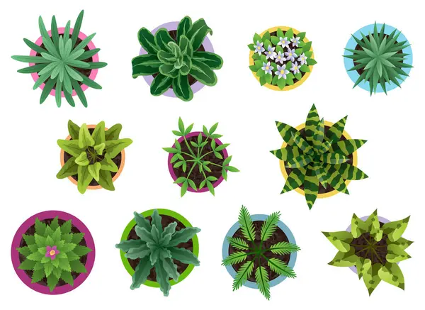 Pohled Shora Květináčích Nastaven Vektor Různé Kaktusy Zelené Listy Domácí Vektorová Grafika