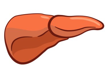 İç organ, karaciğer, bilgi posteri. Tıbbi anatomi bilgi elementi. Tıp konsepti, sağlık sigortası. Vektör illüstrasyonu.