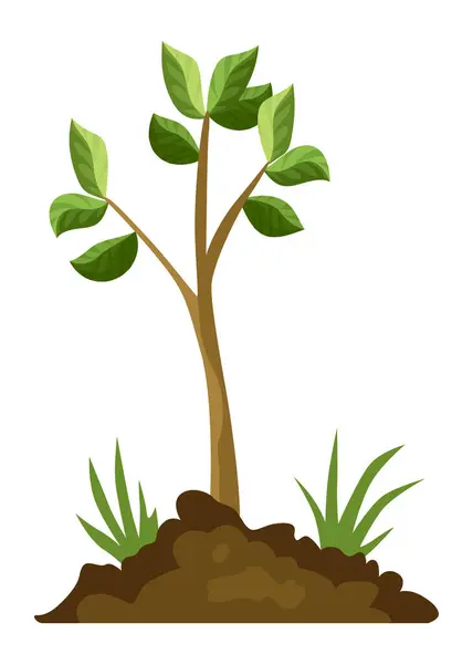 Estágio Crescimento Árvores Crescimento Árvores Pequenas Com Folhas Verdes Ramos Vetor De Stock