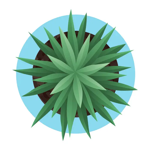 Pohled Shora Květináči Vektorový Kaktus Zelené Listy Domácí Rostlina Zahradní Royalty Free Stock Ilustrace