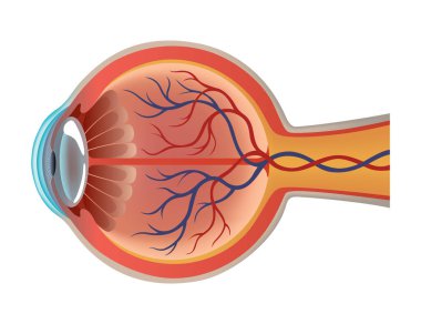 Göz anatomisi. İnsan organı yapısı, yan görüş. Kas, damar ve insan gözü damarları. Ayrıntılı illüstrasyon beyaz arkaplanda izole edildi.