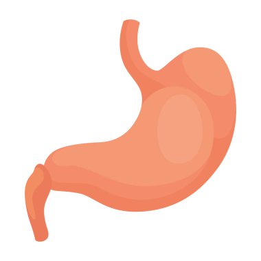 İç organ, mide, bilgi posteri. Tıbbi anatomi bilgi elementi. Tıp konsepti, sağlık sigortası. Vektör illüstrasyonu.