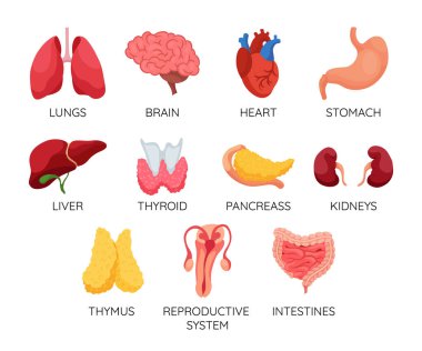 İnsan vücudunun iç organları. Tıbbi bilgi grafikleri, eğitim sistemi anatomi konsepti. İnsan vücudunun iç organlarının görüntüsü.