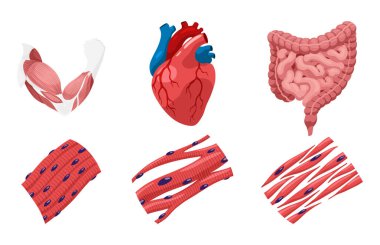 Kas hücrelerinin türleri iskelet, pürüzsüz ve kalp kaslarıdır. Her kas farklı işlevler için özelleşti. Tıbbi poster çizimi. Bilim eğitim sembolü.
