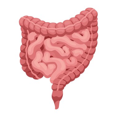 Özel işlevleri olan pürüzsüz kas dokusu. Tıbbi poster çizimi. Bilim eğitim sembolü.