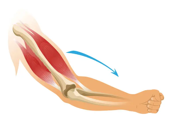 stock vector Arm muscle biceps with skeleton. Muscle tension of human hand on white background. Bones and joints in male silhouette. Medical vector illustration of hand for clinic or hospital.